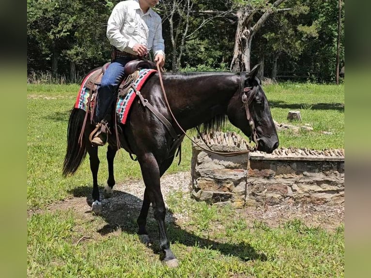 American Quarter Horse Wallach 4 Jahre 157 cm Rappe in Robards KY