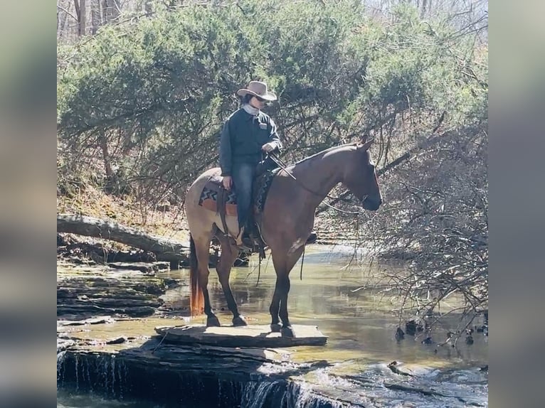 American Quarter Horse Wallach 4 Jahre 157 cm Roan-Bay in Henderson