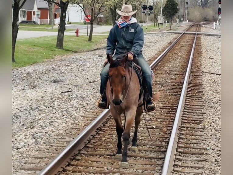 American Quarter Horse Wallach 4 Jahre 157 cm Roan-Bay in Henderson