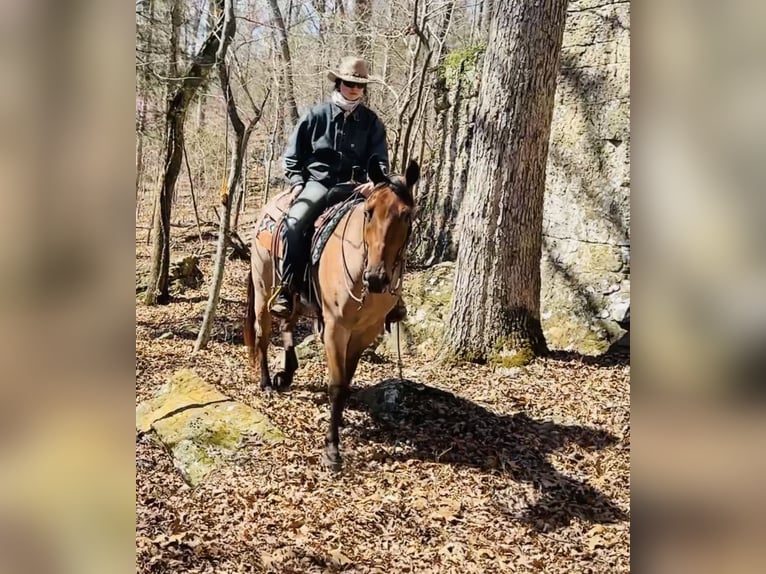 American Quarter Horse Wallach 4 Jahre 157 cm Roan-Bay in Henderson