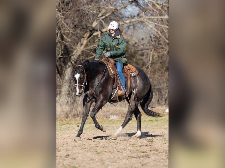 American Quarter Horse Wallach 4 Jahre 157 cm Roan-Bay in Weatherford TX