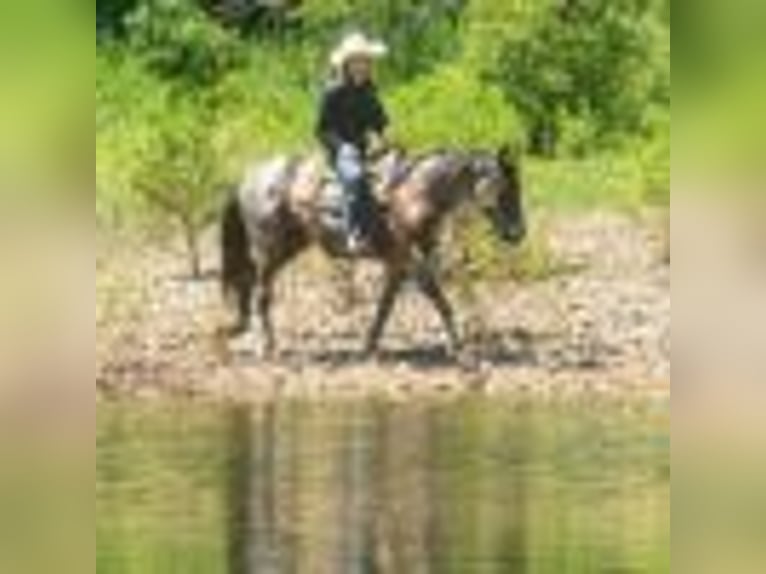American Quarter Horse Wallach 4 Jahre 157 cm Roan-Blue in Cole Camp MO
