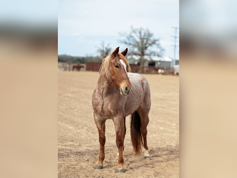 American Quarter Horse Wallach 4 Jahre 157 cm Roan-Red in Normangee
