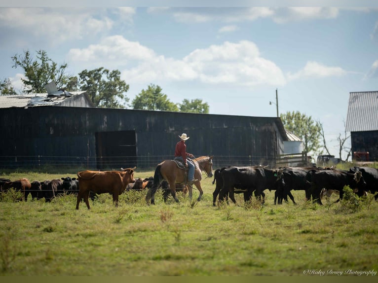 American Quarter Horse Mix Wallach 4 Jahre 157 cm Rotbrauner in Auburn, KY