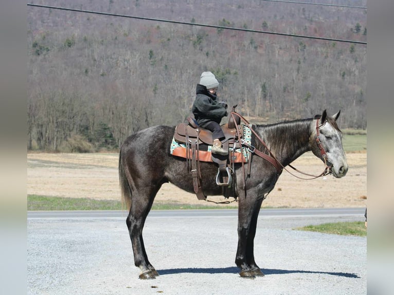 American Quarter Horse Wallach 4 Jahre 157 cm Schimmel in Rebersburg