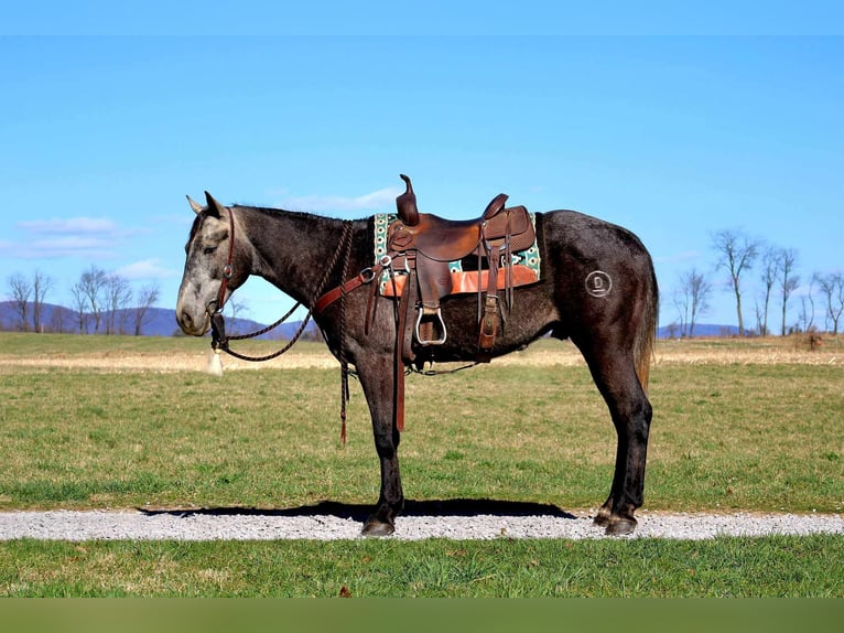 American Quarter Horse Wallach 4 Jahre 157 cm Schimmel in Rebersburg