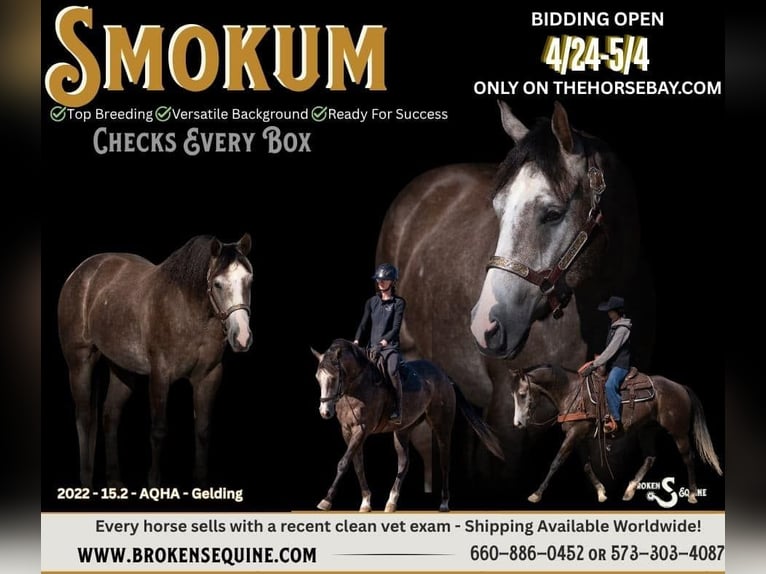 American Quarter Horse Wallach 4 Jahre 157 cm Schimmel in Bogard, MO