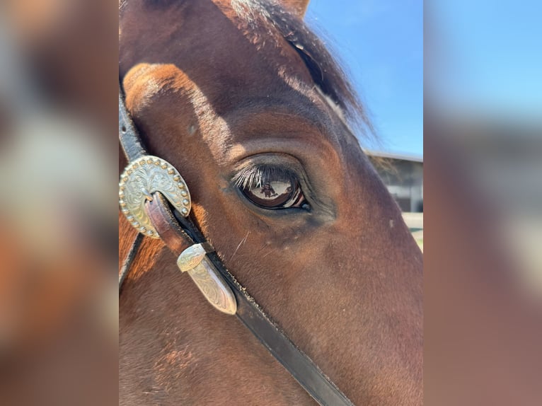 American Quarter Horse Wallach 4 Jahre 158 cm Brauner in Hohentengen