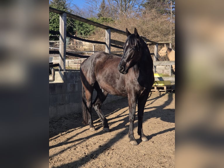 American Quarter Horse Wallach 4 Jahre 158 cm Rappe in Müglitztal