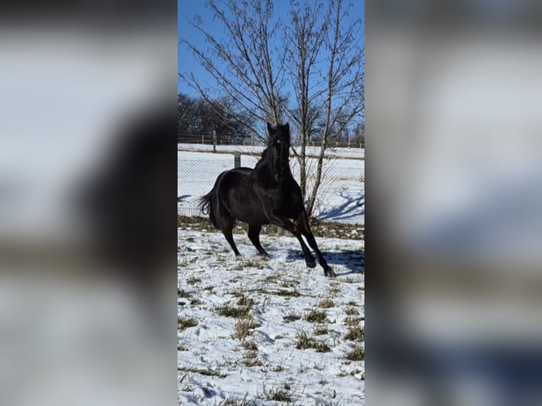 American Quarter Horse Wallach 4 Jahre 158 cm Rappe in Müglitztal