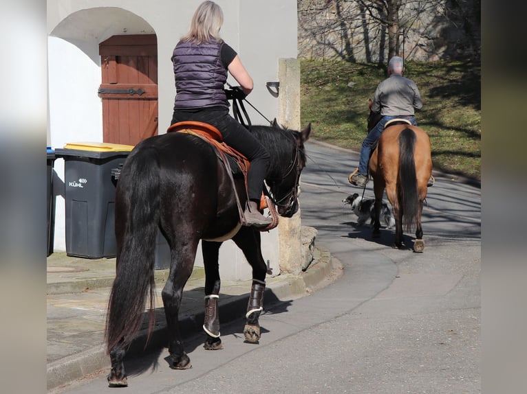 American Quarter Horse Wallach 4 Jahre 158 cm Rappe in Müglitztal