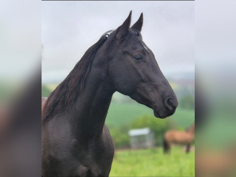 American Quarter Horse Wallach 4 Jahre 158 cm Rappe in Müglitztal