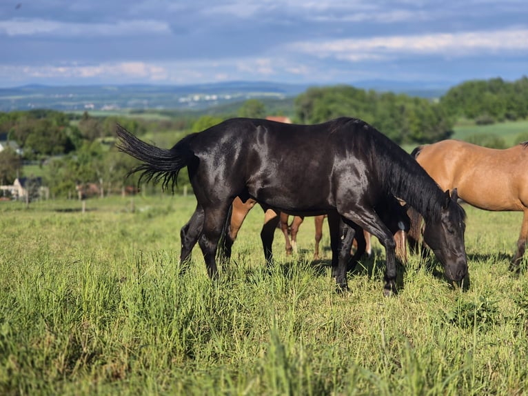 American Quarter Horse Wallach 4 Jahre 158 cm Rappe in Müglitztal
