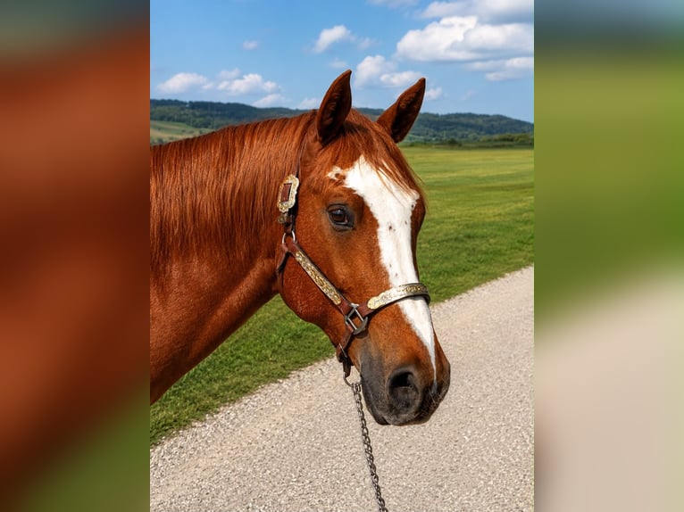 American Quarter Horse Wallach 4 Jahre 159 cm Rabicano in Moosthenning