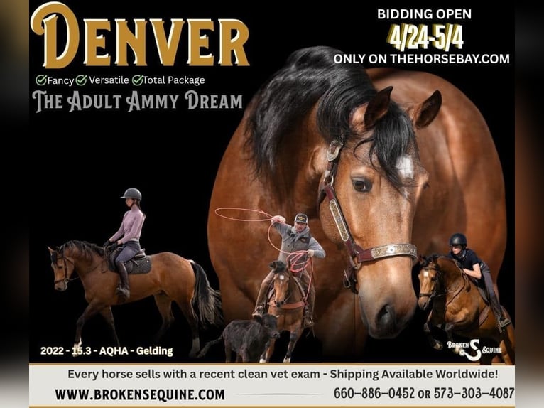 American Quarter Horse Wallach 4 Jahre 160 cm Buckskin in Bogard, MO