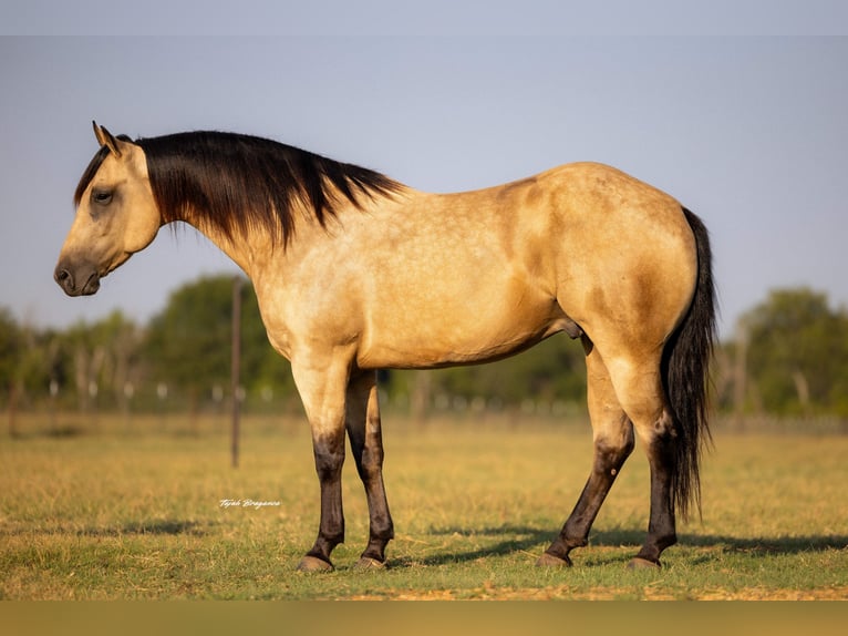 American Quarter Horse Wallach 4 Jahre 160 cm Buckskin in Crescent