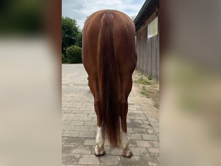 American Quarter Horse Wallach 4 Jahre 160 cm Fuchs in Litzendorf