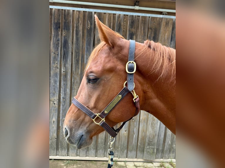American Quarter Horse Wallach 4 Jahre 160 cm Fuchs in Litzendorf