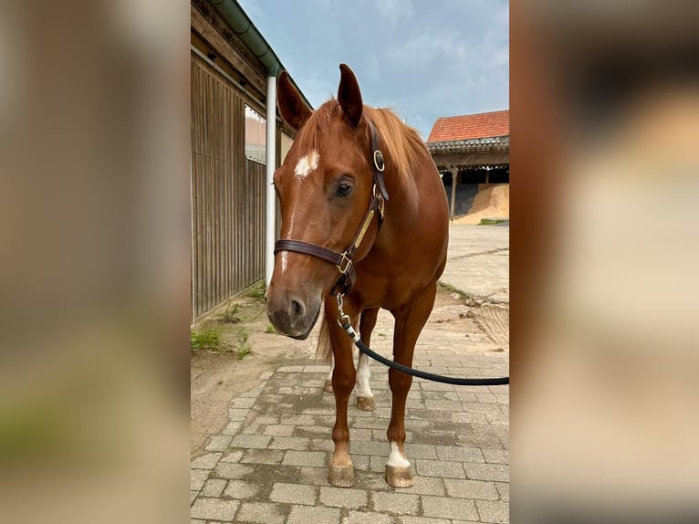 American Quarter Horse Wallach 4 Jahre 160 cm Fuchs in Litzendorf