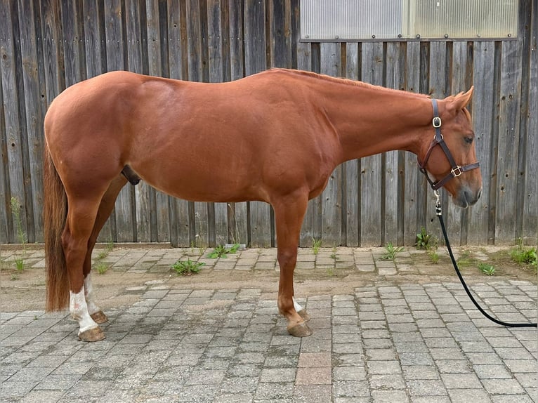 American Quarter Horse Wallach 4 Jahre 160 cm Fuchs in Litzendorf