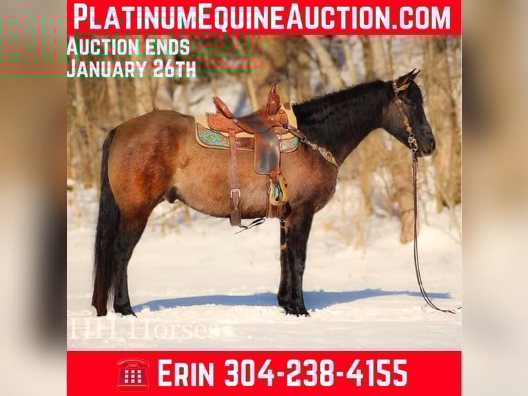 American Quarter Horse Wallach 4 Jahre 160 cm Grullo in FLEMINGSBURG, KY