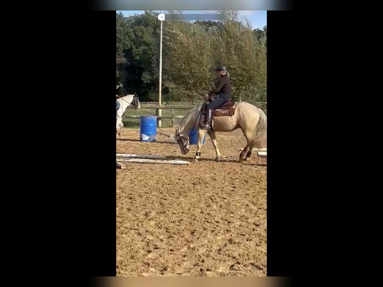 American Quarter Horse Wallach 4 Jahre 160 cm Palomino in Hengelo
