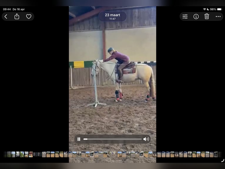 American Quarter Horse Wallach 4 Jahre 160 cm Palomino in Hengelo