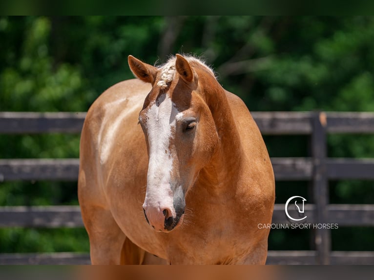 American Quarter Horse Mix Wallach 4 Jahre 160 cm Palomino in Clover, SC