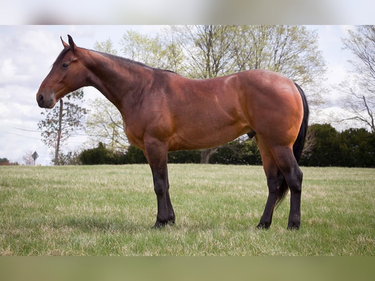American Quarter Horse Wallach 4 Jahre 160 cm in Westminster, MD