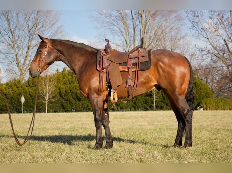 American Quarter Horse Wallach 4 Jahre 160 cm in Westminster, MD