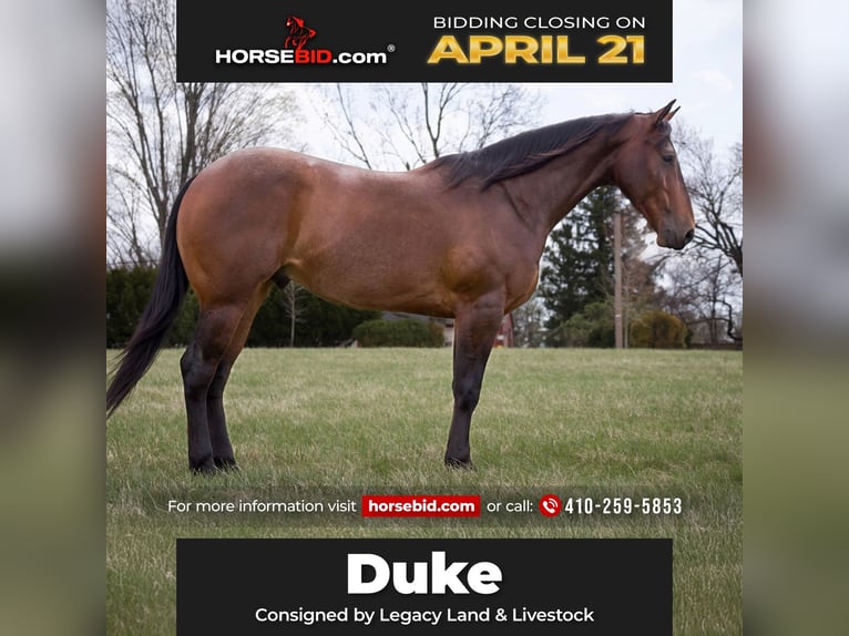 American Quarter Horse Wallach 4 Jahre 160 cm in Westminster, MD