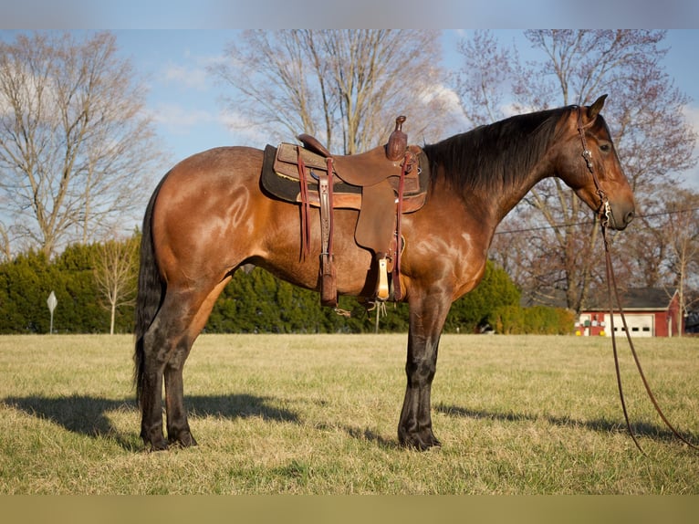 American Quarter Horse Wallach 4 Jahre 160 cm in Westminster, MD