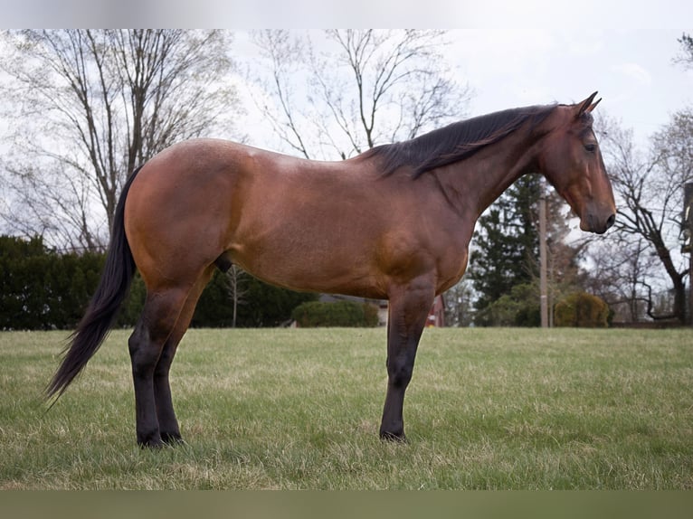 American Quarter Horse Wallach 4 Jahre 160 cm in Westminster, MD