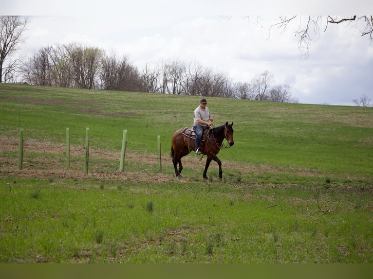 American Quarter Horse Wallach 4 Jahre 160 cm in Westminster, MD