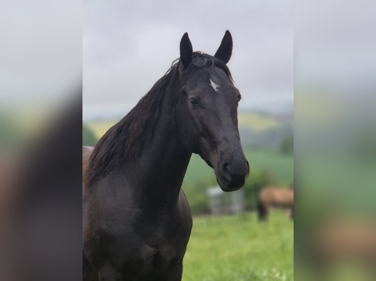 American Quarter Horse Wallach 4 Jahre 160 cm Rappe in Müglitztal