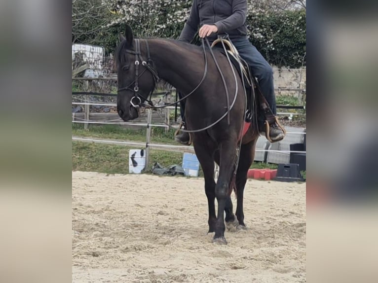American Quarter Horse Wallach 4 Jahre 160 cm Rappe in Müglitztal