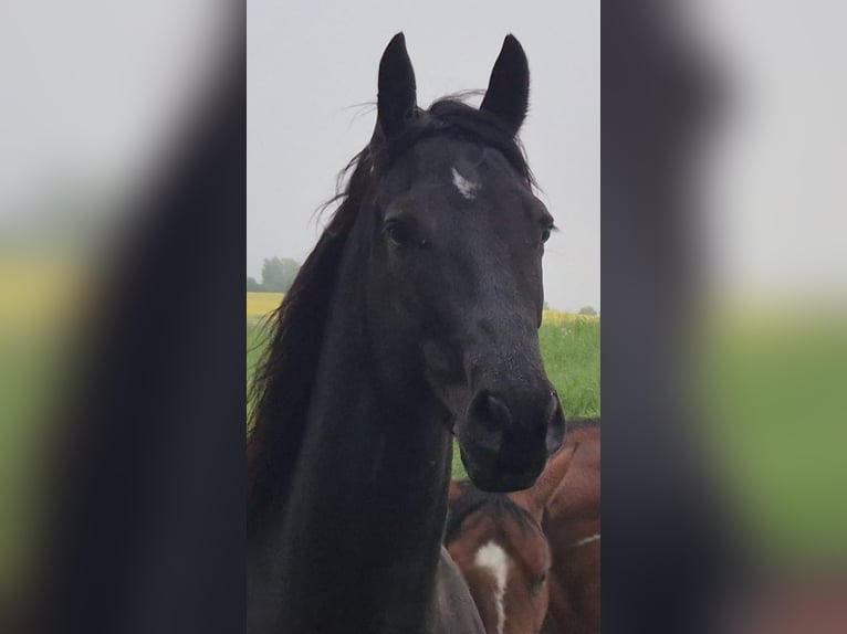 American Quarter Horse Wallach 4 Jahre 160 cm Rappe in Müglitztal