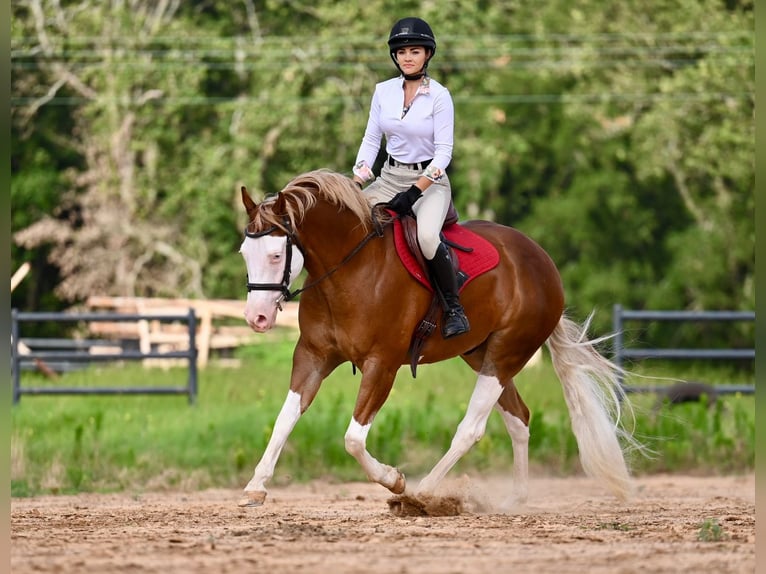 American Quarter Horse Wallach 4 Jahre 160 cm Rotfuchs in Waco, TX