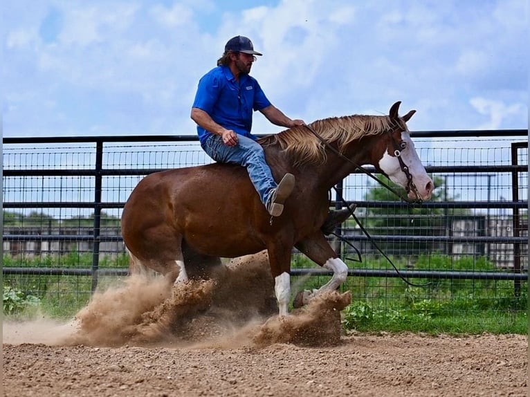 American Quarter Horse Wallach 4 Jahre 160 cm Rotfuchs in Waco, TX