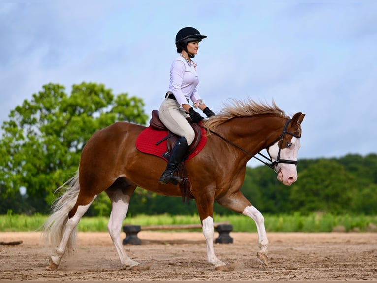 American Quarter Horse Wallach 4 Jahre 160 cm Rotfuchs in Waco, TX