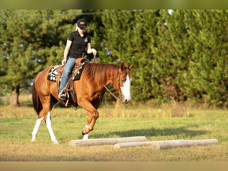 American Quarter Horse Wallach 4 Jahre 160 cm Rotfuchs in Turbotville