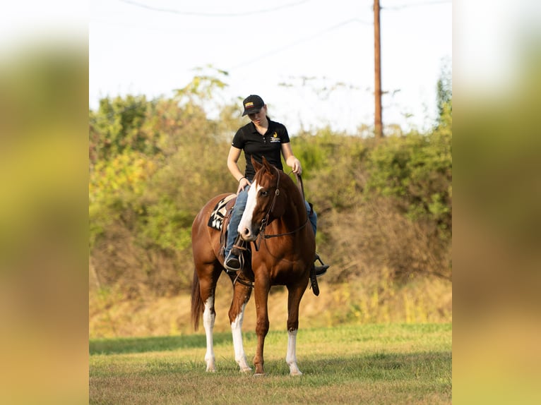 American Quarter Horse Wallach 4 Jahre 160 cm Rotfuchs in Turbotville