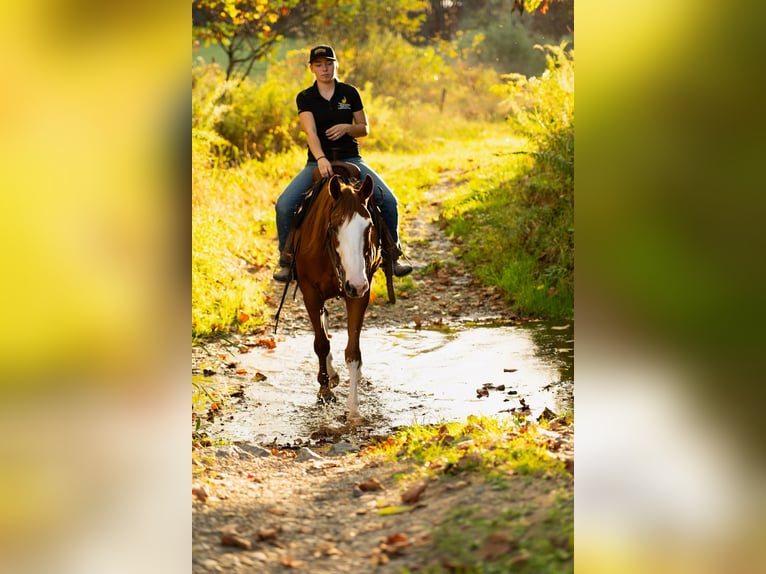 American Quarter Horse Wallach 4 Jahre 160 cm Rotfuchs in Turbotville