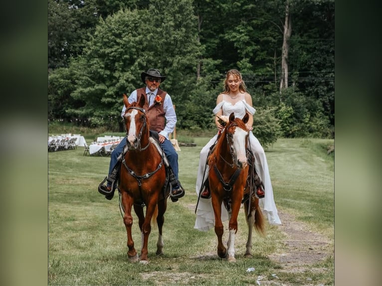 American Quarter Horse Wallach 4 Jahre 160 cm Rotfuchs in Turbotville