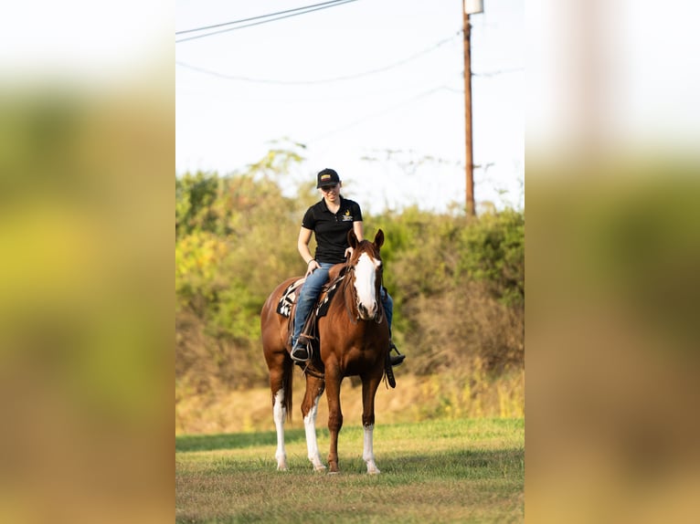 American Quarter Horse Wallach 4 Jahre 160 cm Rotfuchs in Turbotville