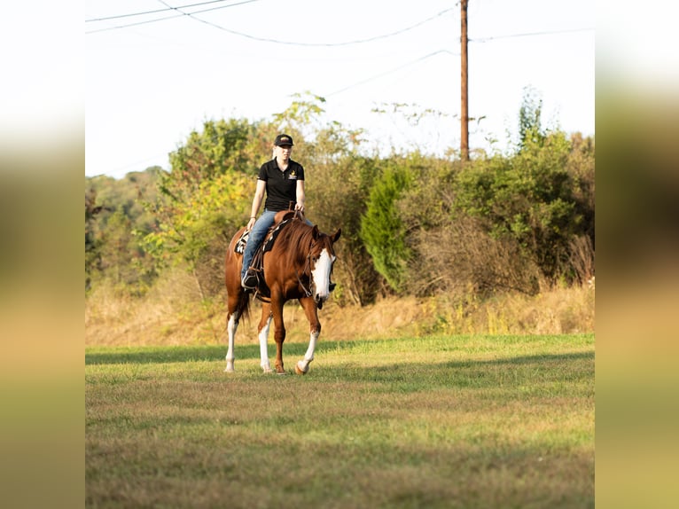 American Quarter Horse Wallach 4 Jahre 160 cm Rotfuchs in Turbotville