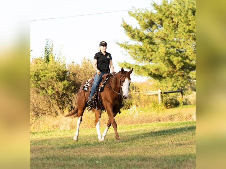 American Quarter Horse Wallach 4 Jahre 160 cm Rotfuchs in Turbotville