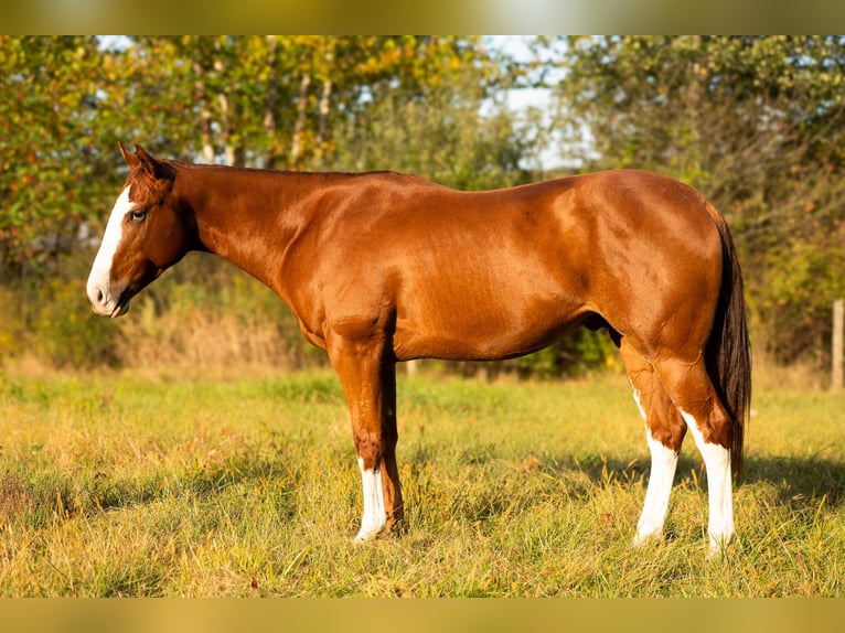 American Quarter Horse Wallach 4 Jahre 160 cm Rotfuchs in Turbotville
