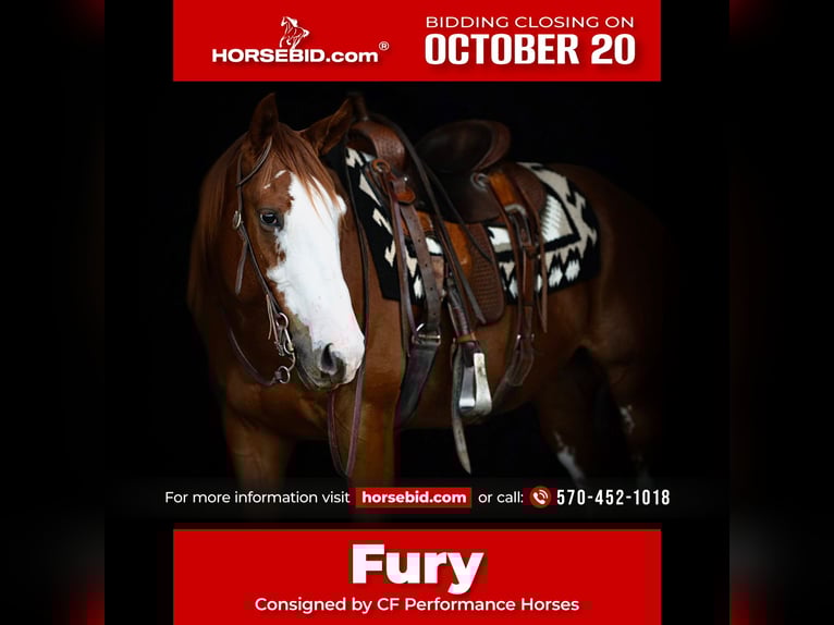 American Quarter Horse Wallach 4 Jahre 160 cm Rotfuchs in Turbotville