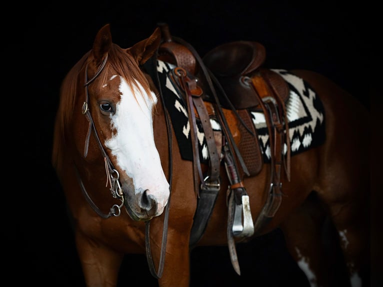 American Quarter Horse Wallach 4 Jahre 160 cm Rotfuchs in Turbotville